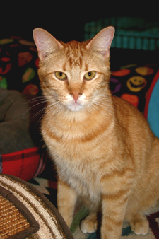 pet of the week